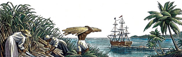 Otroci dováženi z afrických zemí významně pomohli k rozvoji výroby a produkce rumu